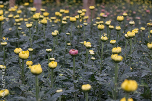 Obraz na plátně Single pink chrysanthemum standing out among yellow blooms in flower field