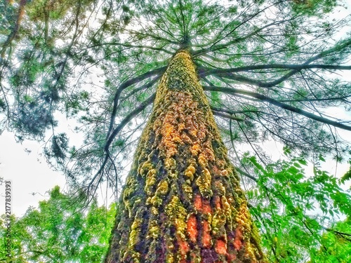 Принти на полотні This photo shows a pine tree growing upright with a sturdy trunk and rough, textured bark