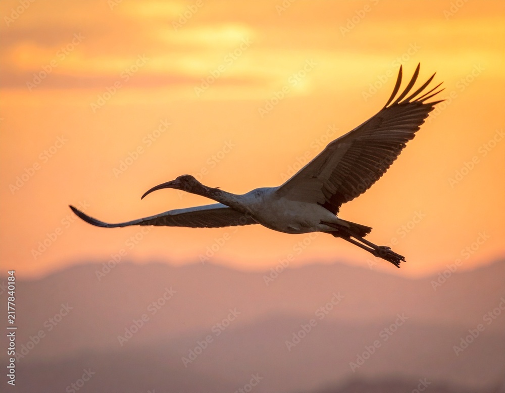 Naklejka premium Graceful Ibis Bird Soaring in Flight Against Warm Golden Sunset Sky Wildlife Nature Landscape