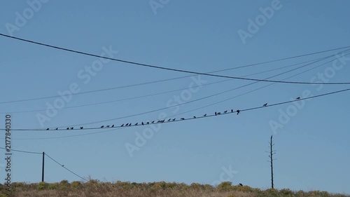 Flock of black birds perched on power lines taking off into a clear blue sky over a rural field. Visual concept of nature meeting infrastructure, featuring dynamic movement on a sunny day.