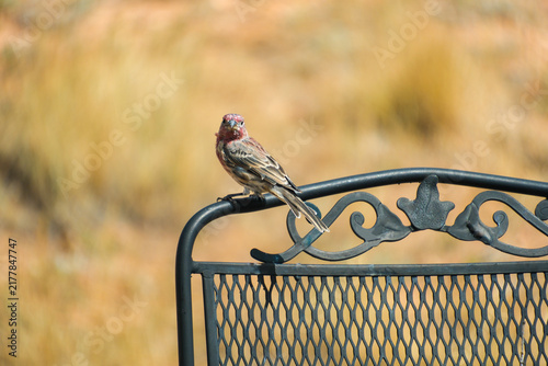 Male house finch perched on wrought iron chair with golden background