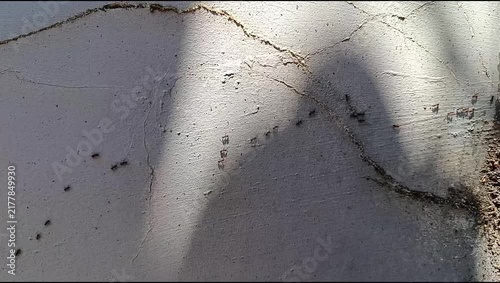 ant colony walking on the wall	