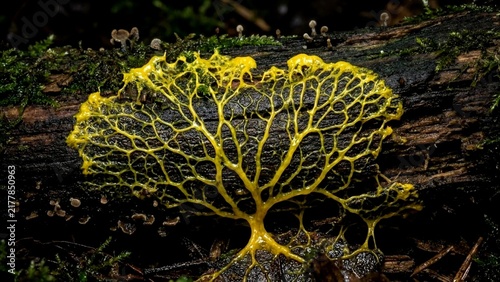 Bright yellow slime mold branching vein network over dark rotting wood