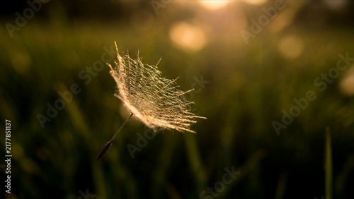 Delicate parachute pappus of a dandelion seed catching golden hour light