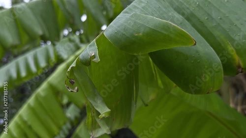Large green banana leaves with torn edges and water droplets sway gently in a lush garden. Natural tropical foliage footage captured in damp weather.