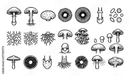 Mushroom Anatomy and Fungi Structure Outline Vector Icon Collection