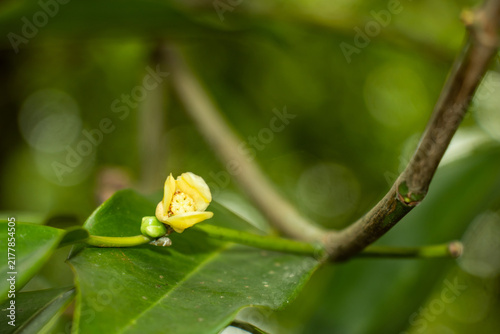 Small light yellow flower growing on branch against green foliage.