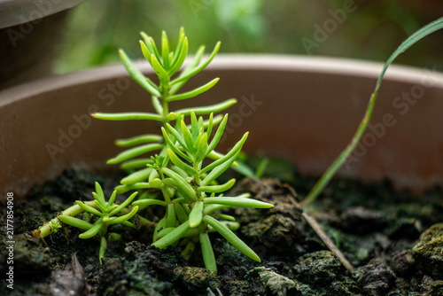 Small succulent plant grows in terracotta pot with moist dark soil.