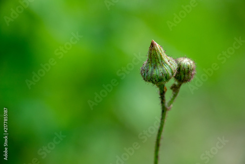 Spiky green flower buds grow on thin stem in blurred meadow.