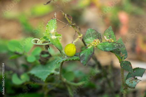Small yellow wild fruit growing on ground vine among green weeds.
