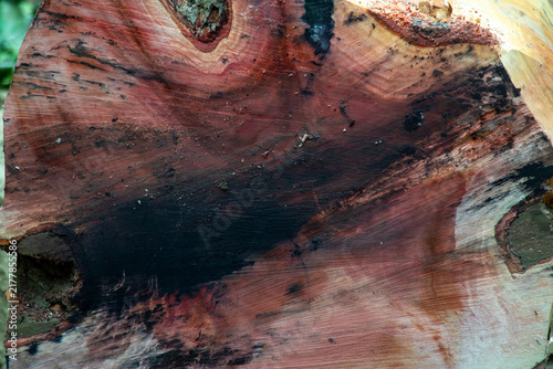 Spotted wood texture shows red and dark heartwood patterns on log.