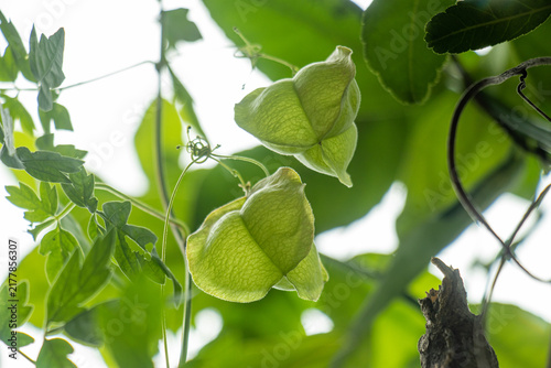 Two green balloon vine pods hanging from garden trellis foliage.