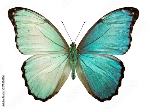 Beautiful Blue and Turquoise Butterfly Isolated on Transparent Background