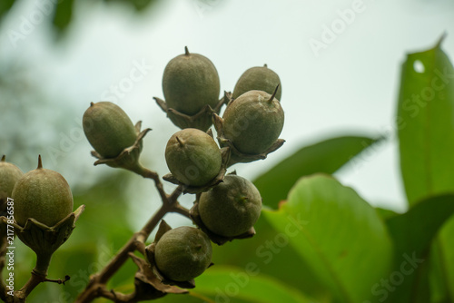 Unripe green crepe myrtle seed pods cluster on branches closeup.