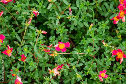Vibrant portulaca oleracea flowers top view close up texture.