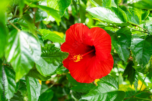 Vibrant red hibiscus flower blooming in tropical green garden bush.