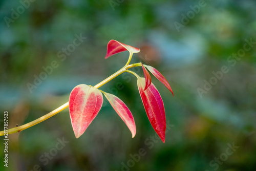 Vibrant red young cinnamon leaves on thin stem with bokeh background.