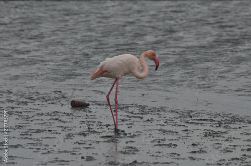 Фотография flamingo in the water
Cagliari 
Sardegna sardinia 
Italia italy