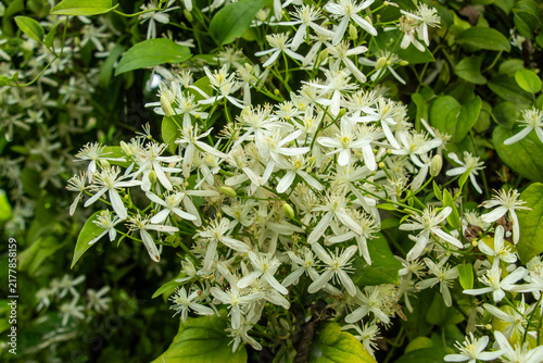 White clematis flowers cover garden trellis in summer afternoon.