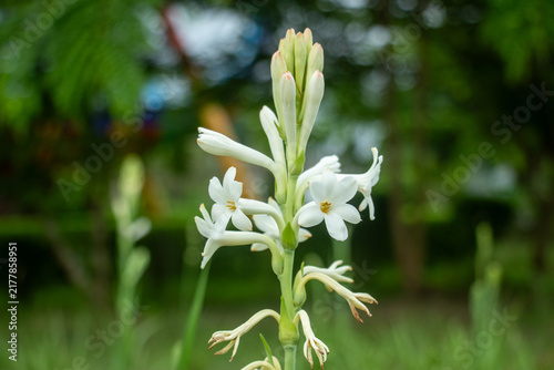 White tuberose flowers blooming on green stem in soft bokeh.