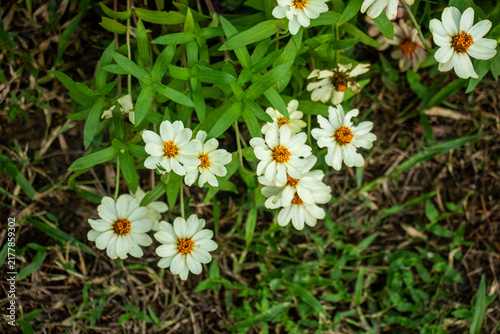 White zinnia wildflowers blooming over dry grass ground cover.