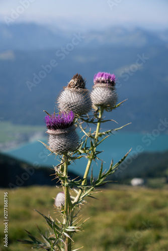 Canvastavla Close up of blooming purple thistle flower with mountain landscape and alpine la
