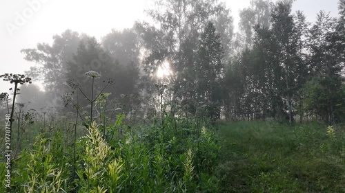 Misty summer forest edge with wild angelica meadow at sunrise in peaceful morning light