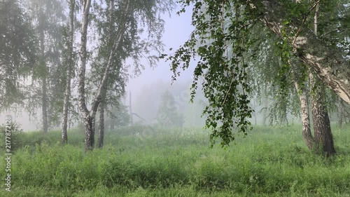 smoke from wildfires spreading through birch woodland for climate crisis and pollution concepts
