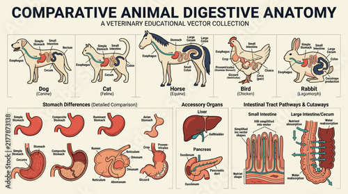 фотографія Comprehensive veterinary educational collection illustrating comparative digesti