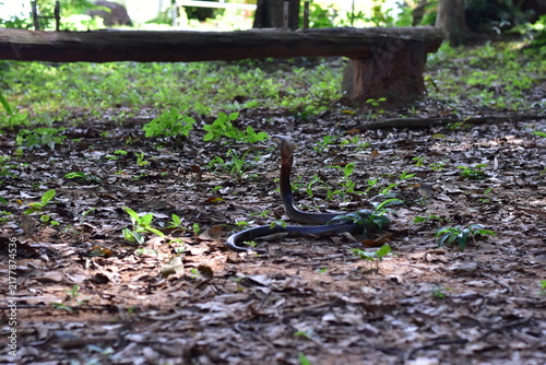 Foto Monocled Cobra, Naja kaouthia,Naja kaouthia Lesson,Monocled cobra in rainforest