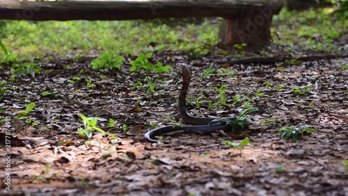 Monocled Cobra, Naja kaouthia,Naja kaouthia Lesson,Monocled cobra in rainforest photography of venomous snake hooded in stance for wildlife safety advertising, educational website banner, and exotic r
