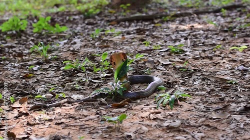 Monocled Cobra, Naja kaouthia,Naja kaouthia Lesson,Monocled cobra in rainforest photography of venomous snake hooded in stance for wildlife safety advertising, educational website banner, and exotic r