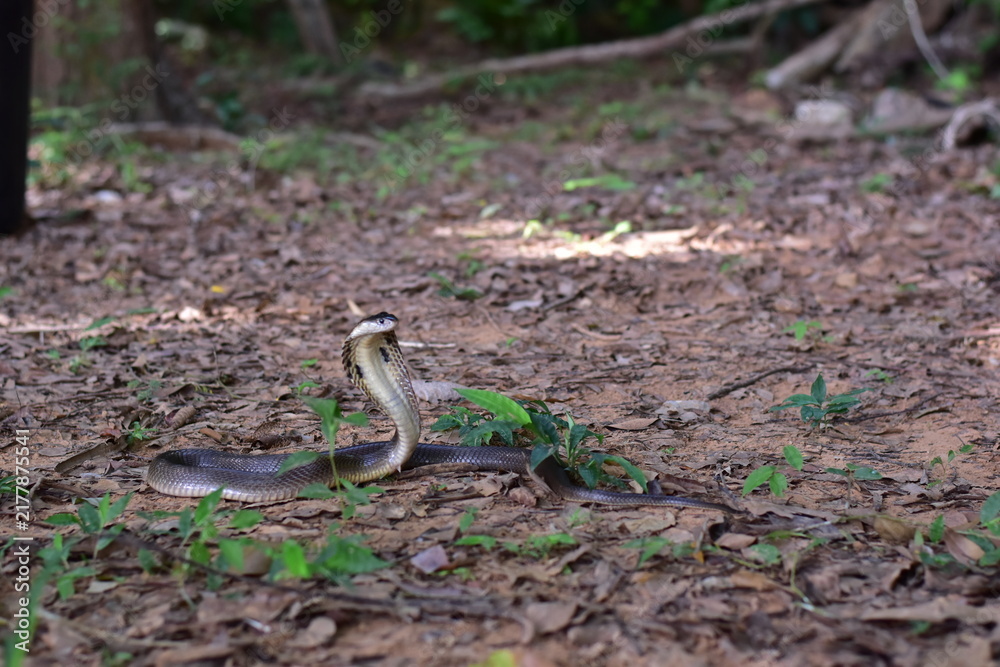 Fototapeta premium Monocled Cobra, Naja kaouthia,Naja kaouthia Lesson,Monocled cobra in rainforest photography of venomous snake hooded in stance for wildlife safety advertising, educational website banner, and exotic r