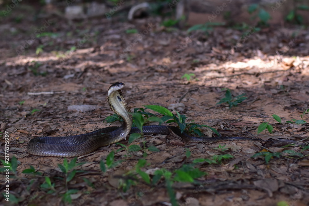 Fototapeta premium Monocled Cobra, Naja kaouthia,Naja kaouthia Lesson,Monocled cobra in rainforest photography of venomous snake hooded in stance for wildlife safety advertising, educational website banner, and exotic r