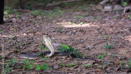 Monocled Cobra, Naja kaouthia,Naja kaouthia Lesson,Monocled cobra in rainforest photography of venomous snake hooded in stance for wildlife safety advertising, educational website banner, and exotic r