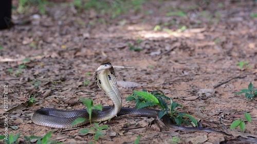 Monocled Cobra, Naja kaouthia,Naja kaouthia Lesson,Monocled cobra in rainforest photography of venomous snake hooded in stance for wildlife safety advertising, educational website banner, and exotic r