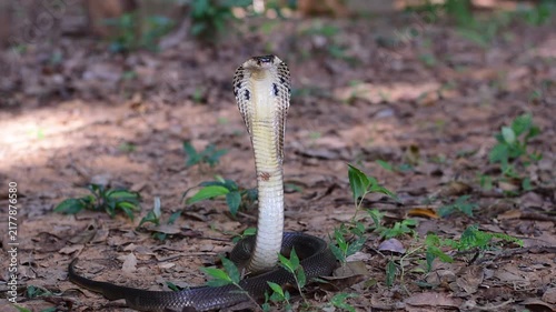 Monocled Cobra, Naja kaouthia,Naja kaouthia Lesson,Monocled cobra in rainforest photography of venomous snake hooded in stance for wildlife safety advertising, educational website banner, and exotic r