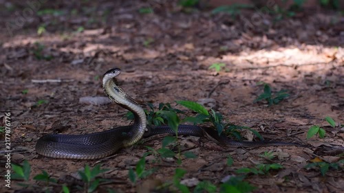 Monocled Cobra, Naja kaouthia,Naja kaouthia Lesson,Monocled cobra in rainforest photography of venomous snake hooded in stance for wildlife safety advertising, educational website banner, and exotic r
