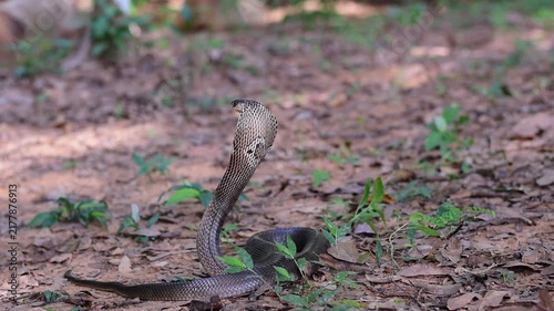 Monocled Cobra, Naja kaouthia,Naja kaouthia Lesson,Monocled cobra in rainforest photography of venomous snake hooded in stance for wildlife safety advertising, educational website banner, and exotic r