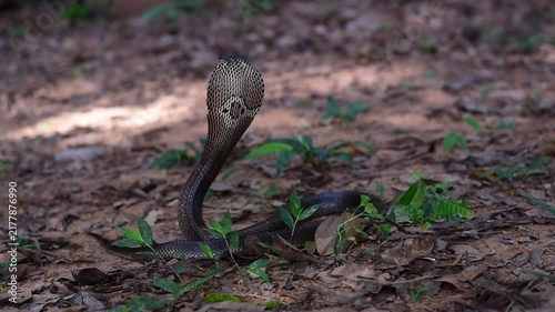 Monocled Cobra, Naja kaouthia,Naja kaouthia Lesson,Monocled cobra in rainforest photography of venomous snake hooded in stance for wildlife safety advertising, educational website banner, and exotic r