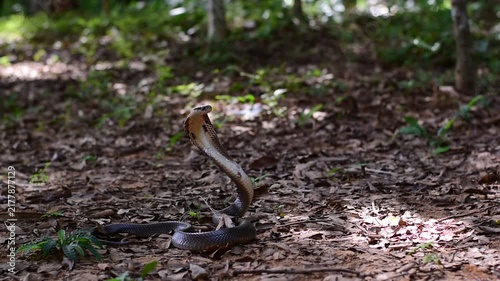 Monocled Cobra, Naja kaouthia,Naja kaouthia Lesson,Monocled cobra in rainforest photography of venomous snake hooded in stance for wildlife safety advertising, educational website banner, and exotic r