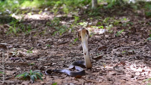 Monocled Cobra, Naja kaouthia,Naja kaouthia Lesson,Monocled cobra in rainforest photography of venomous snake hooded in stance for wildlife safety advertising, educational website banner, and exotic r