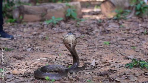 Monocled Cobra, Naja kaouthia,Naja kaouthia Lesson,Monocled cobra in rainforest photography of venomous snake hooded in stance for wildlife safety advertising, educational website banner, and exotic r