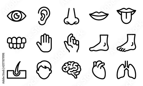 A comprehensive set of line icons representing a human body parts bundle for medical and educational design projects