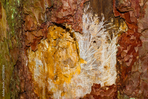 Foto Tree mycelium fungus threads under pine bark damaged by woodpecker, showcasing f