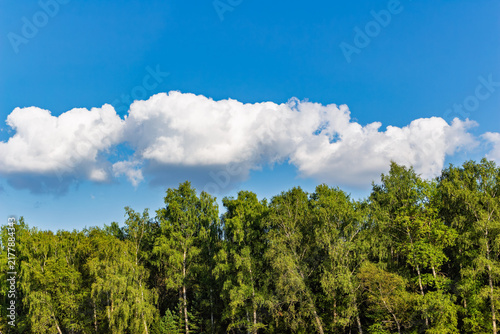 Fotografía Lush green birch forest canopy stretching under a vibrant azure sky with fluffy