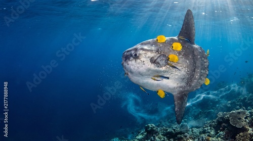 Ocean Sunfish Mola Mola Hovering Vertically in Cold Upwelling Current During Cleaning Ritual in