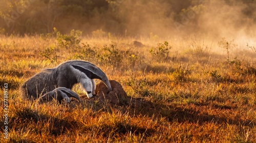 Giant Anteater Active Foraging and Social Interaction in Newly Explored Cerrado Territory in Cerrado