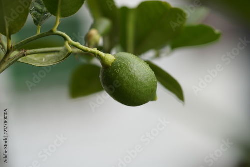 Bild auf Leinwand green lemon on tree Unripe green lemons hang from citrus branches, featuring smooth, shiny rinds and tart flavor as they mature into bright yellow fruits in sunny orchards