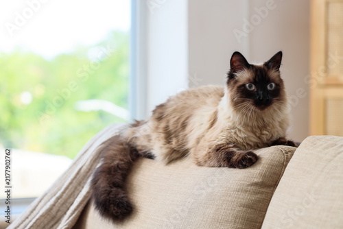 Obraz na płótnie Cute Thai cat lying on grey sofa in living room